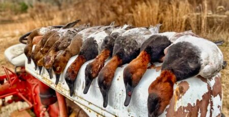 Lake Seminole Duck Hunting 2023